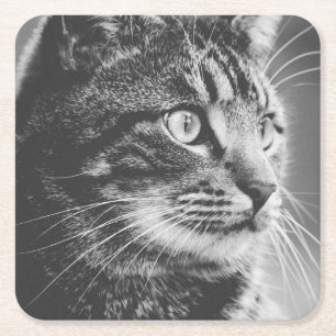 Tabby Profile   Big Eyes   Black and White Square Paper Coaster