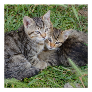 Tabby Sisters 20" x 20",Poster Paper,Semi-Gloss Poster