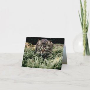 Tabby the Domestic Cat Card