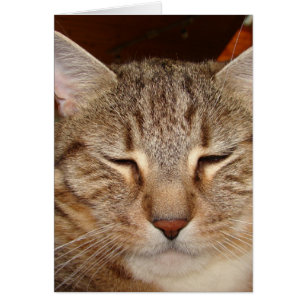 Tabby Tiger Cat