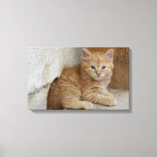 Tabby Tomcat Kitten Canvas Print