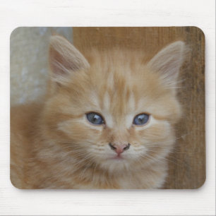 Tabby Tomcat Kitten Mouse Mat