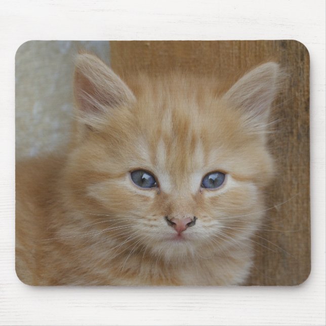 Tabby Tomcat Kitten Mouse Mat (Front)