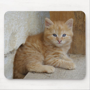 Tabby Tomcat Kitten Mouse Mat