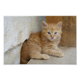 Tabby Tomcat Kitten Photo Print