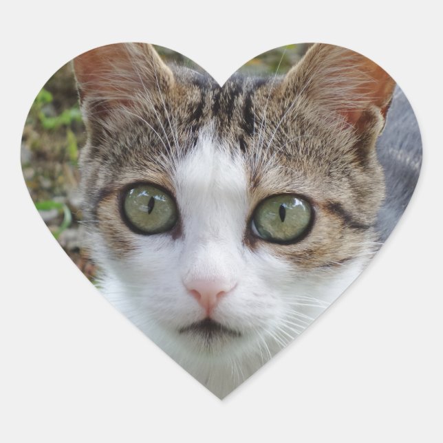 Tabby/White Cat Heart Sticker (Front)