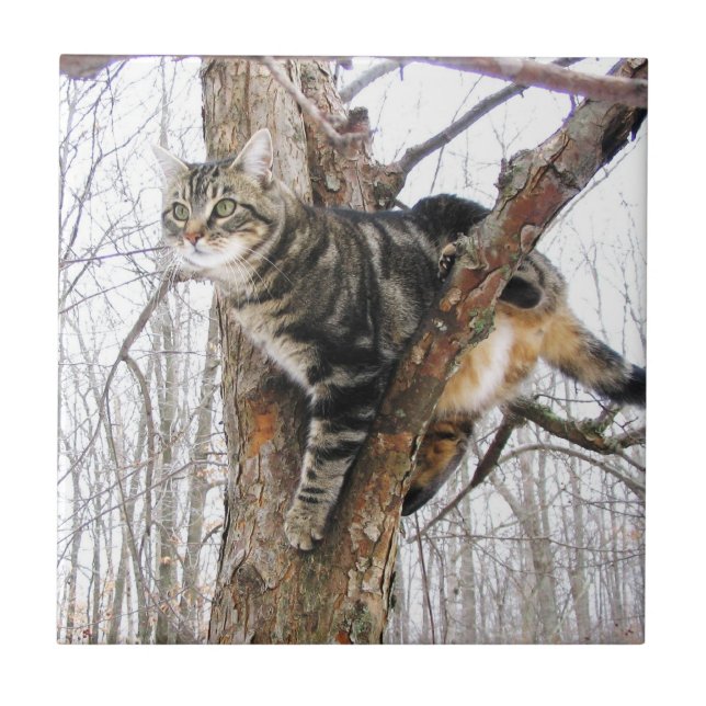 Tabbycat Tile (Front)