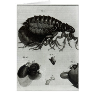 Table IV of Flies and Fleas