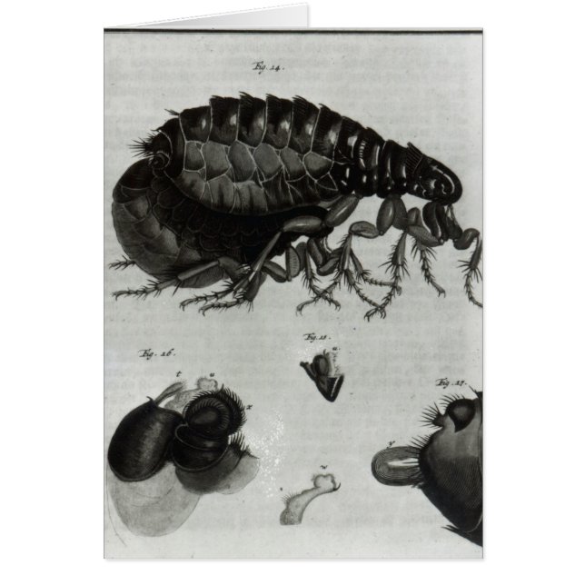 Table IV of Flies and Fleas (Front)