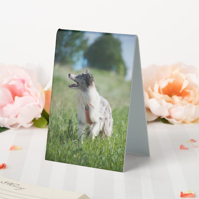 table tent sing (In SItu (Wedding))