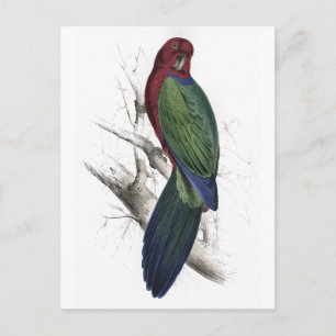 Tabuan Parrakeet by Edward Lear Postcard