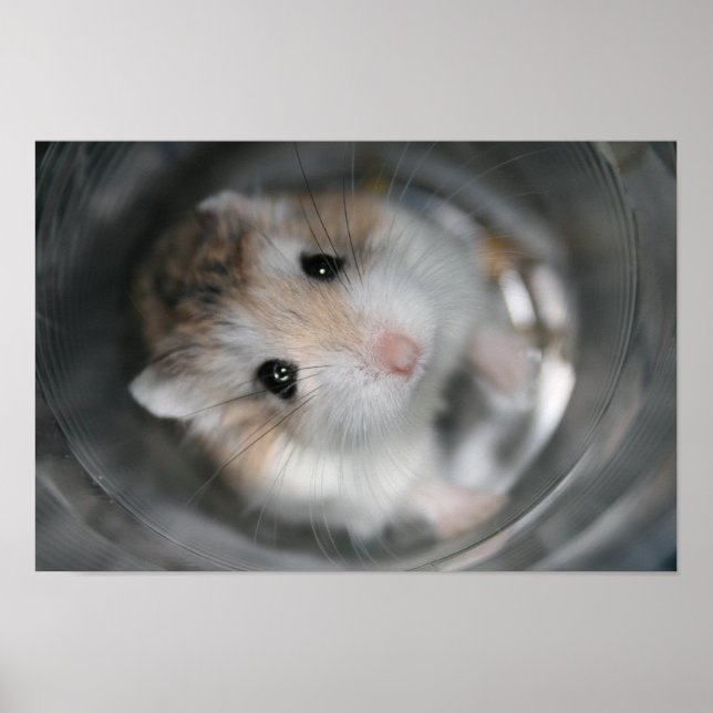 Tac stare - Poster (Front)