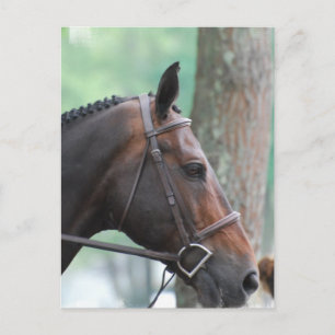 Tacked Dark Bay Horse Postcard