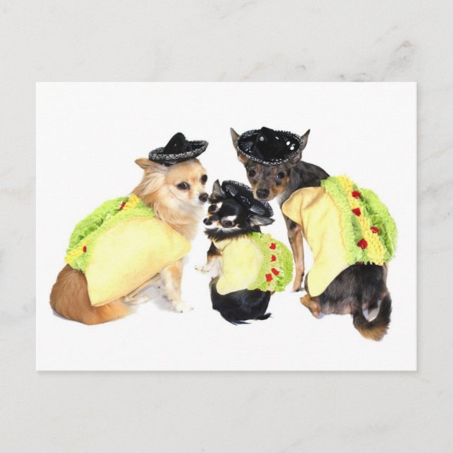 Taco Chihuahuas Postcard (Front)