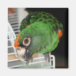 Taco the Jardine Parrot Magnet