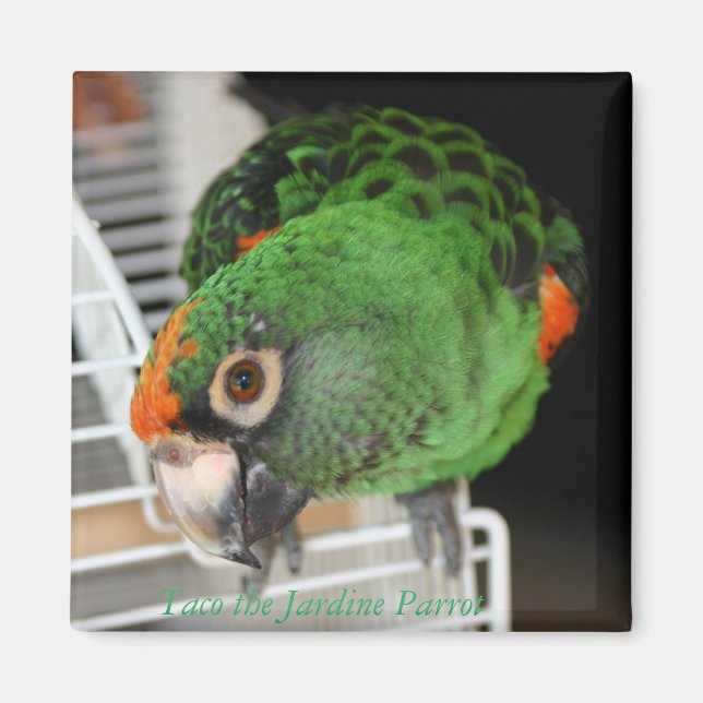 Taco the Jardine Parrot Magnet (Front)
