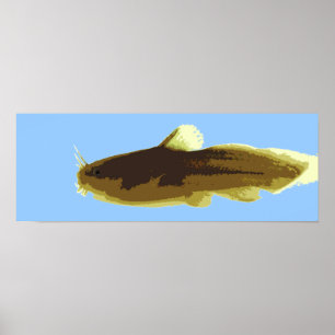 Tadpole Madtom Catfish Poster