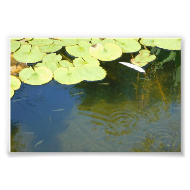 Tadpoles Photo Print (Front)