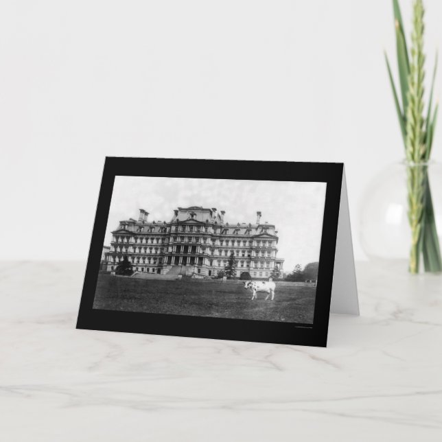 Taft's Cow Grazing near the War Building 1909 Card (Front)