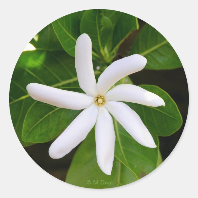 Tahiti Tiare Classic Round Sticker (Front)