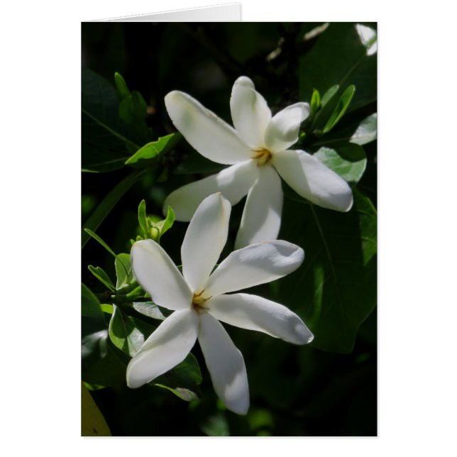 Tahitian Gardenia (Front)