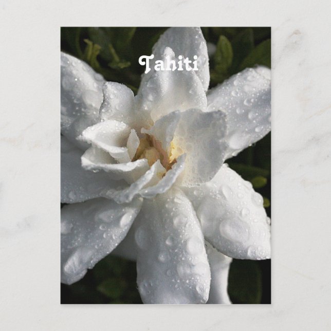 Tahitian Gardenia Postcard (Front)