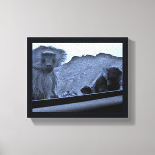 Taif Baboons Canvas Print