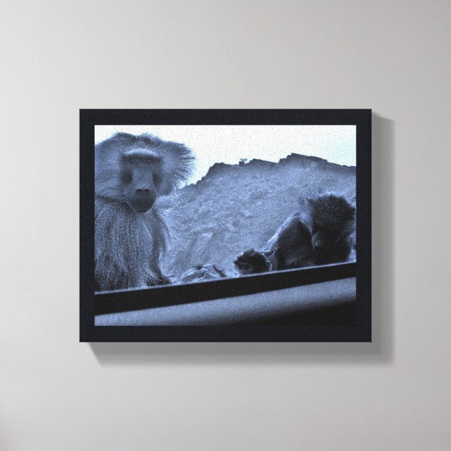 Taif Baboons Canvas Print (Front)