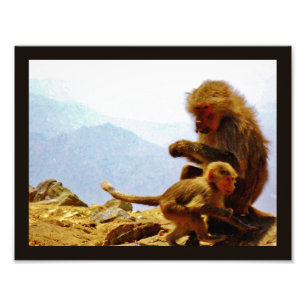 Taif Baboons Photo Print