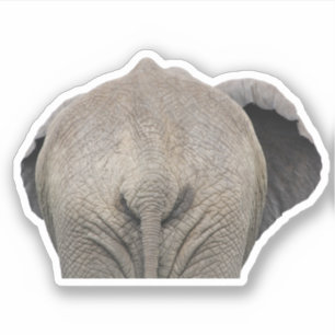 Tail Elephant Photo