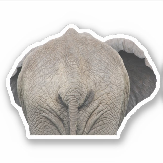 Tail Elephant Photo (Front)