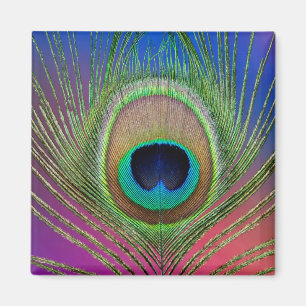 Tail feather of a peacock magnet