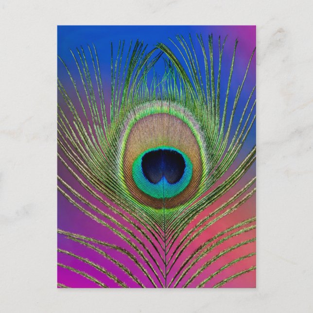 Tail feather of a peacock postcard (Front)