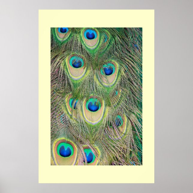 Tail Feathers Poster (Front)