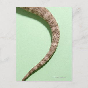 Tail of bearded dragon postcard