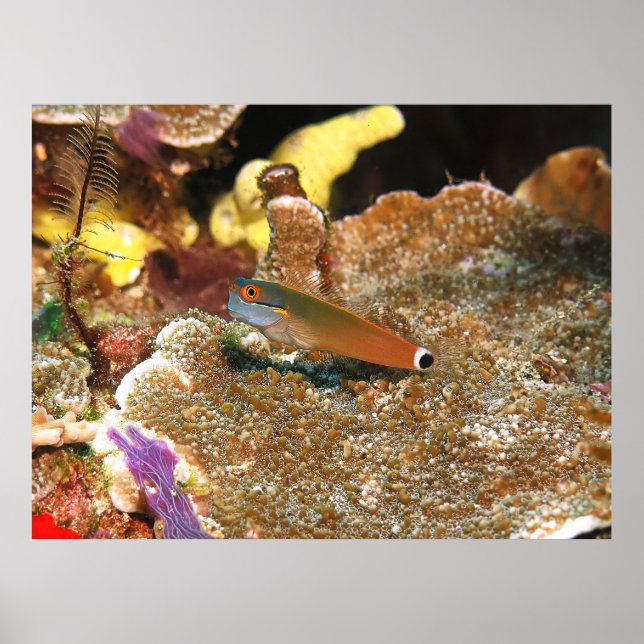 Tail Spot Blenny of Raja Ampat Poster (Front)