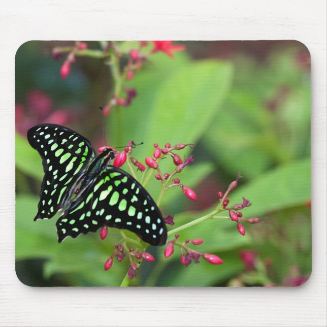 Tailed Jay butterfly Mouse Mat (Front)