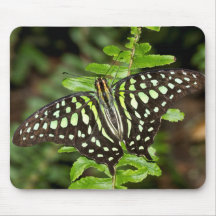 Tailed Jay butterfly