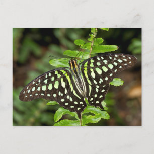 Tailed Jay butterfly Postcard