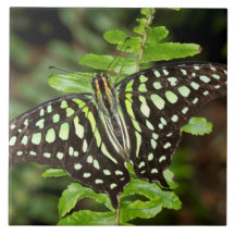 Tailed Jay butterfly