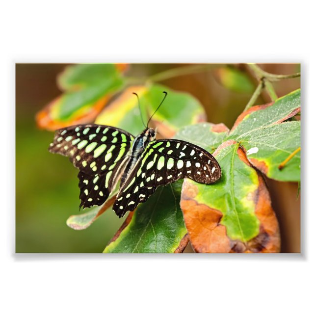 Tailed Jay Photo Print (Front)