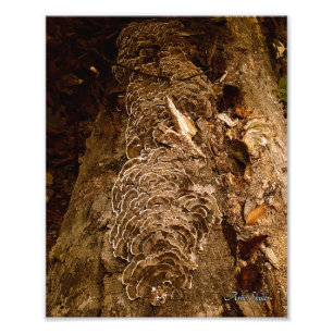 Tailfeather Parade Photo Print