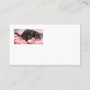 Tailor Dave American Business Cards