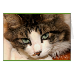 taj, glorydaysphotography