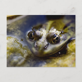 Take a Look Postcard