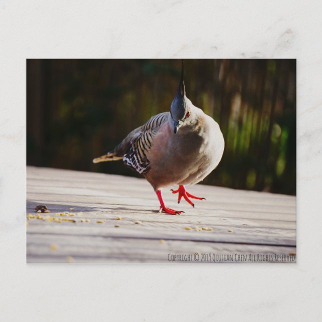 Take a Walk Postcard (Front)