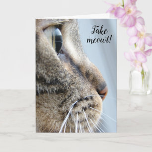 Take me out! Cat Kitten Valentine's Day Card