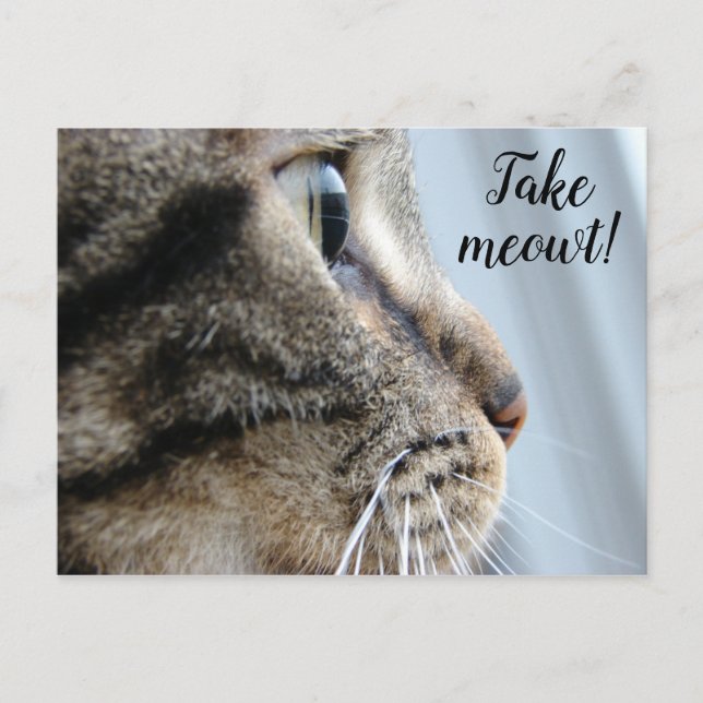 Take me out! Cat Kitten Valentine's Day Postcard (Front)