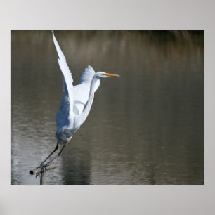 "Take Off", Great Egret Poster