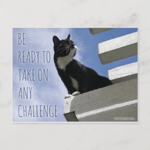 Take on any Challenge motivational cat Postcard